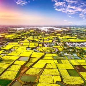 赴一场春天的盛会 ——2024荆门·沙洋油菜花季旅游系列活动走笔
