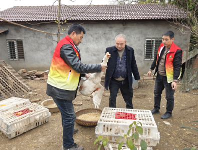 “助残就业·鹅行动” 拓宽增收路