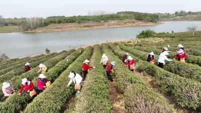 满园新绿 春茶采摘忙