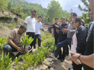 后港镇： 对标学习谋发展 白及种植促振兴