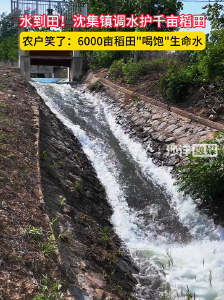 水到田！沈集镇调水护千亩稻田