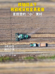 移轴镜头下收割机穿梭金黄麦田