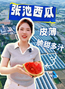 张池西瓜甜到心坎上，夏天的第一口西瓜给你吃