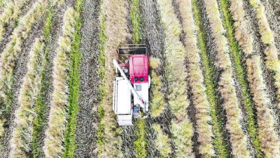 湖北沙洋：“菜籽油之乡”80万亩油菜颗粒归仓
