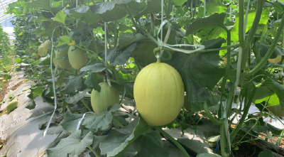 曾集镇：夏日来曾集，瓜“纷”甜“密”
