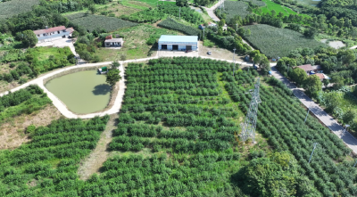椒香盈满致富路 沈集镇柴岗村花椒产业绘就乡村振兴新图景