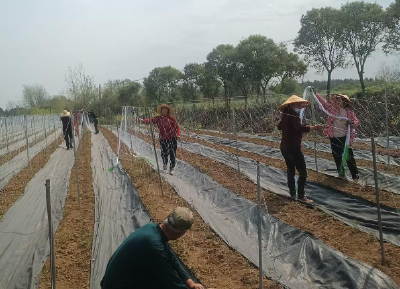 沈集镇姚坪村：白蔹种植结出“致富果”，三年耕耘铺就增收路