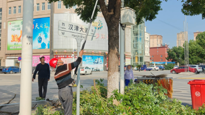 园林工人忙“梳妆” 城市行道树焕新颜