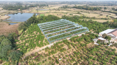 沙洋官垱：从“愁卖”椪柑到“俏销”红美人