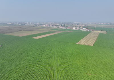 3000亩白菜抢“鲜”上市 产量突破2000万公斤