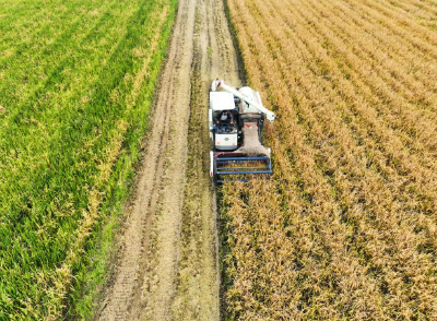 “一种两收”效益高  沙洋县毛李镇6万亩再生稻喜获“第二季”丰收