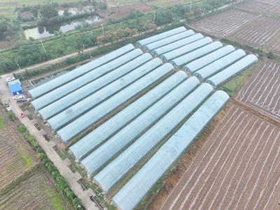 后港镇：“小黄瓜”蹚出致富路