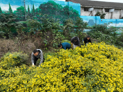 田间地头收菊忙 “三进一做”暖民心 
