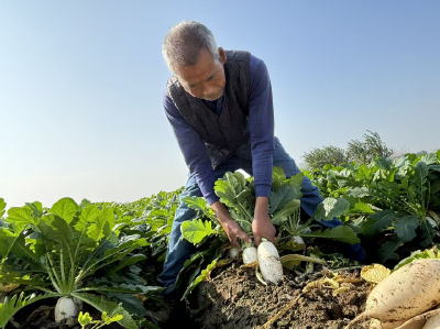 马良镇：萝卜丰收产销旺 农民增收致富忙