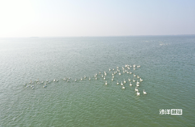 长湖湿地迎来候鸟越冬高峰    生态保护成效显著