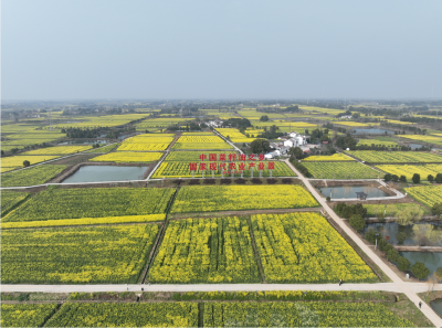 沙洋：80余万亩油菜花竞相绽放 喜迎八方游客踏春来