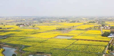 沙洋：一株油菜的“致富密码”