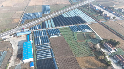 后港镇：小菌菇育成大产业 抱团发展促共富