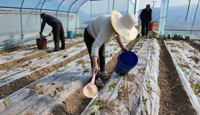 毛李镇：春栽辣椒促增收 壮大集体经济有实招