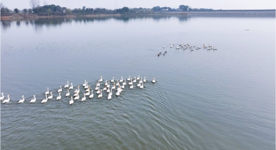 春日迎“贵客 ”百余只小天鹅“做客”潘集湖