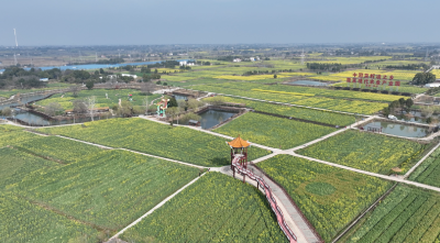 花漾荆楚迎客来  2026 年湖北省油菜花节活动精彩纷呈