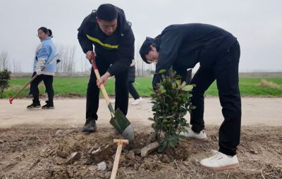 沙洋镇：干群携手添新绿 义务植树扮靓美丽乡村