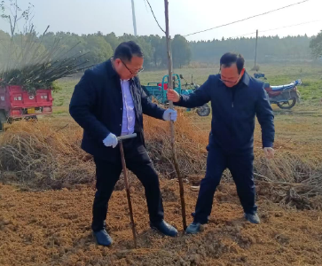 沈集镇：植绿护绿 共筑生态