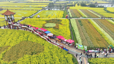 沙洋：油菜花开遍地金 赏花经济助增收