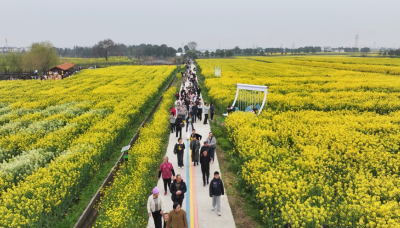百余名高校学子走进沙洋县开展油菜花节主题研学活动