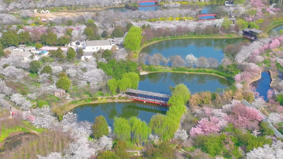 沙洋：“樱”你而来   邂逅最美樱花季