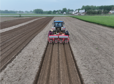 小籽花生育特色  规模种植富乡村 