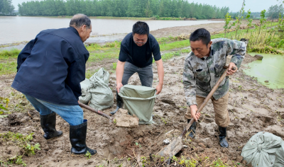 沙洋镇友谊村：干群齐心筑防线  排涝保苗助丰收