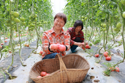 引寿光“种菜经” 筑荆楚“智能棚”  ————80后新农人扎根乡土打造沙洋蔬菜新名片 