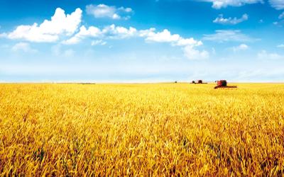 湖北涉农信贷担保平台 助推实现农业现代化