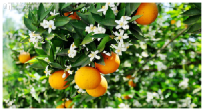 【湖北新闻】秭归：一年四季有“橙”意