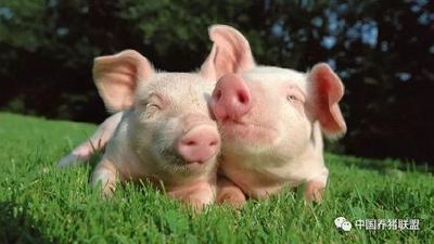 畜牧局：非洲猪瘟非人畜共患 正规途径猪肉可放心食用