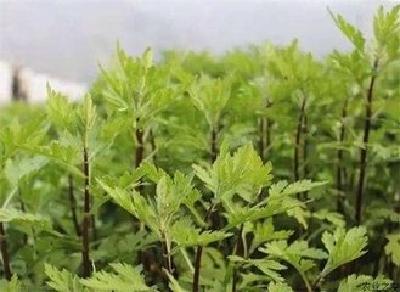 杨勇指导庙垭村中药材及茶产业发展