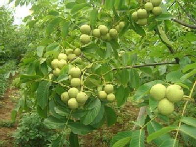 严把标准全力“冲刺” 确保高质量脱贫“摘帽”