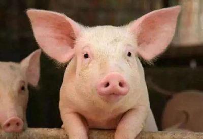 养猪过程中怎么喂养猪才容易长的膘？