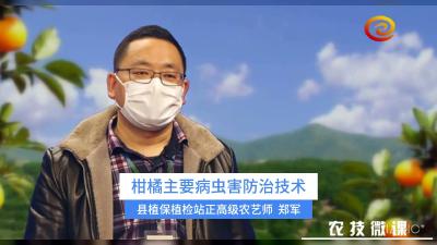 柑橘溃疡病防治