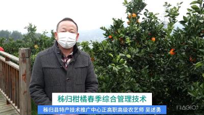 秭归柑橘春季综合管理技术（一）