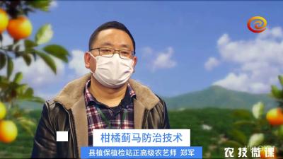 柑橘蓟马防治