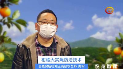柑橘大实蝇防治