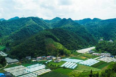 五峰高山蔬菜转型记