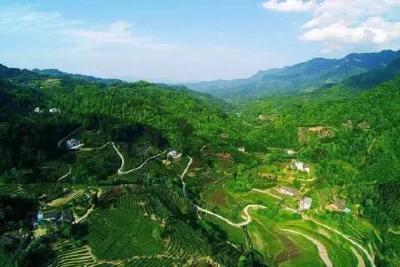 【壮丽70年  奋斗新时代】坚守一片绿  必须实打实 ——五峰生态立县绿色发展巡礼之一