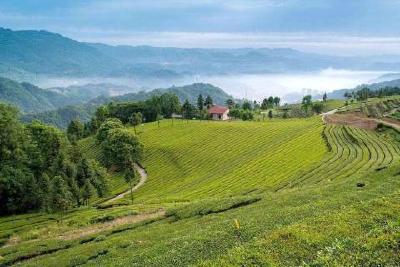 五峰线上春茶开园节暨销售活动启动 助力茶企破解困局
