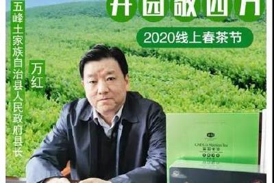 县长变“主播” 代言五峰茶  我县为促进春茶销售再出举措