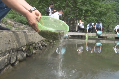 五峰开展生态补偿增殖放流活动  10万尾鱼苗投入渔洋河湾潭河