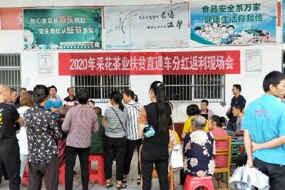 渔洋关镇140余户茶农喜领分红款