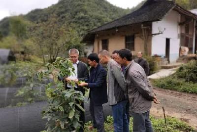 文牧：千方百计、全力以赴、持之以恒支持五倍子产业发展